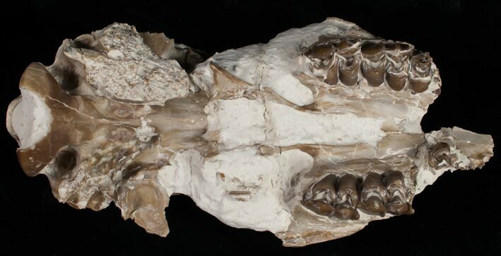 Partial Oligocene Camel (Poebrotherium) Skull - Nebraska #10752